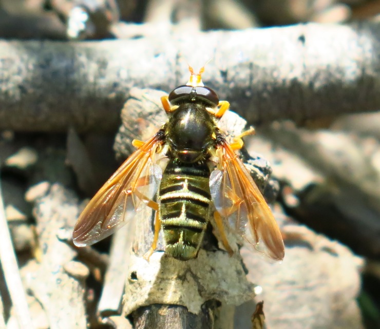 Syrphidae - Caliprobola speciosa